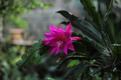 Disocactus ackermannii