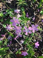 Phlox adsurgens