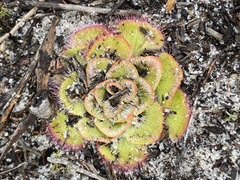 Drosera zonaria