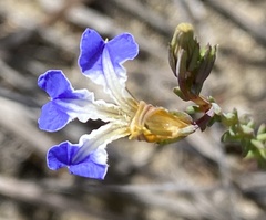 Lechenaultia heteromera