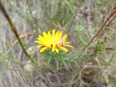 Oedera capensis