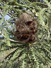 Banksia speciosa