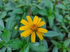 Sphagneticola trilobata