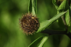 Chaetorellia jaceae
