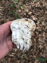 Hypomyces melanocarpus