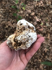 Hypomyces melanocarpus