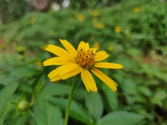 Sphagneticola trilobata