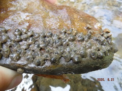 Helicopsyche borealis