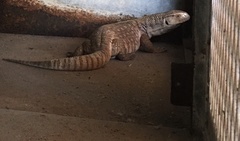 Varanus albigularis