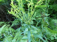 Asphondylia solidaginis