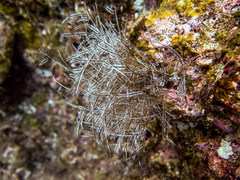 Macrorhynchia philippina