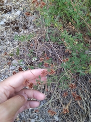 Dorycnium