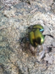 Geotrupes splendidus