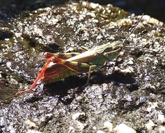Chorthippus binotatus