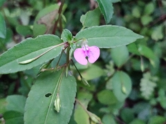 Impatiens minor