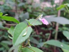 Impatiens minor