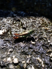 Chorthippus binotatus