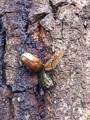 Pseudotorynorrhina japonica