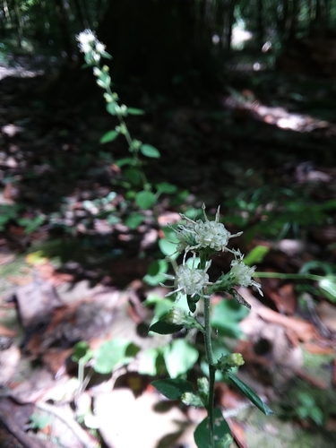 Image of Brintonia discoidea by (c) Will McFarland, some rights reserved (CC BY)