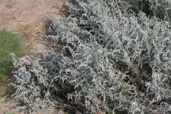 Artemisia maritima