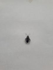 Rhyparochromus vulgaris