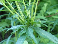 Asphondylia solidaginis