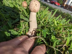 Chlorophyllum