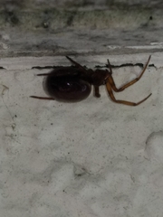 Steatoda bipunctata