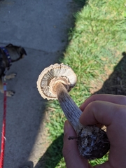 Chlorophyllum