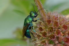 Hedychrum chalybaeum