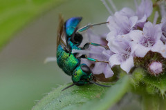 Hedychrum chalybaeum