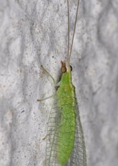 Chrysopodes collaris