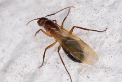 Camponotus inaequalis