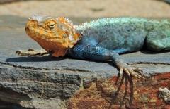 Agama kirkii