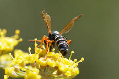 Cerceris interrupta