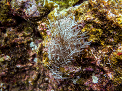 Macrorhynchia philippina