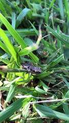 Eleutherodactylus nitidus