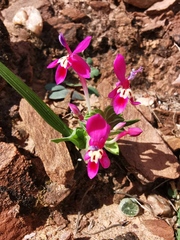 Lapeirousia pyramidalis regalis