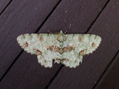 Ophthalmitis rufilauta