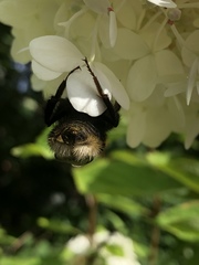 Bombus terrestris