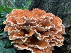 Laetiporus cincinnatus