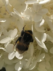 Bombus terrestris