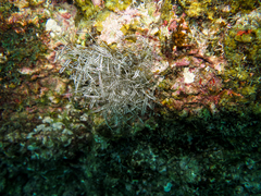 Macrorhynchia philippina
