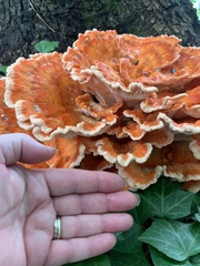 Laetiporus cincinnatus