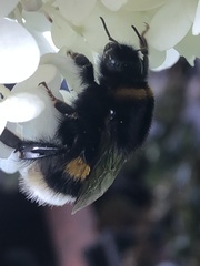 Bombus terrestris