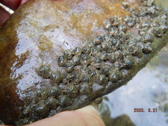 Helicopsyche borealis