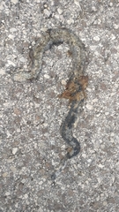 Natrix helvetica sicula