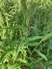 Urochloa ramosa