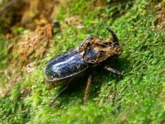 Trichogomphus mongol