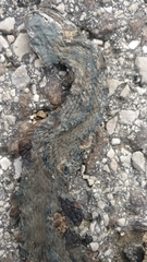 Natrix helvetica sicula